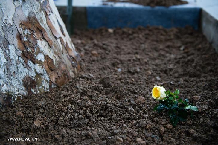 Photo taken on April 27, 2014 shows the 'Sindberg yellow rose' placed by Queen of Denmark Margrethe II, at the Memorial Hall of the Victims in Nanjing Massacre by Japanese Invaders, in Nanjing, capital of east China's Jiangsu Province.