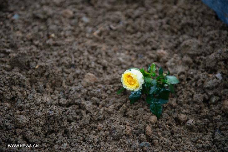 Photo taken on April 27, 2014 shows the 'Sindberg yellow rose' placed by Queen of Denmark Margrethe II, at the Memorial Hall of the Victims in Nanjing Massacre by Japanese Invaders, in Nanjing, capital of east China's Jiangsu Province.